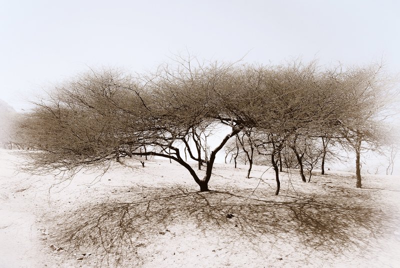 acacia, desert, rajasthan, pushkar Acacia In Tar Desertphoto preview