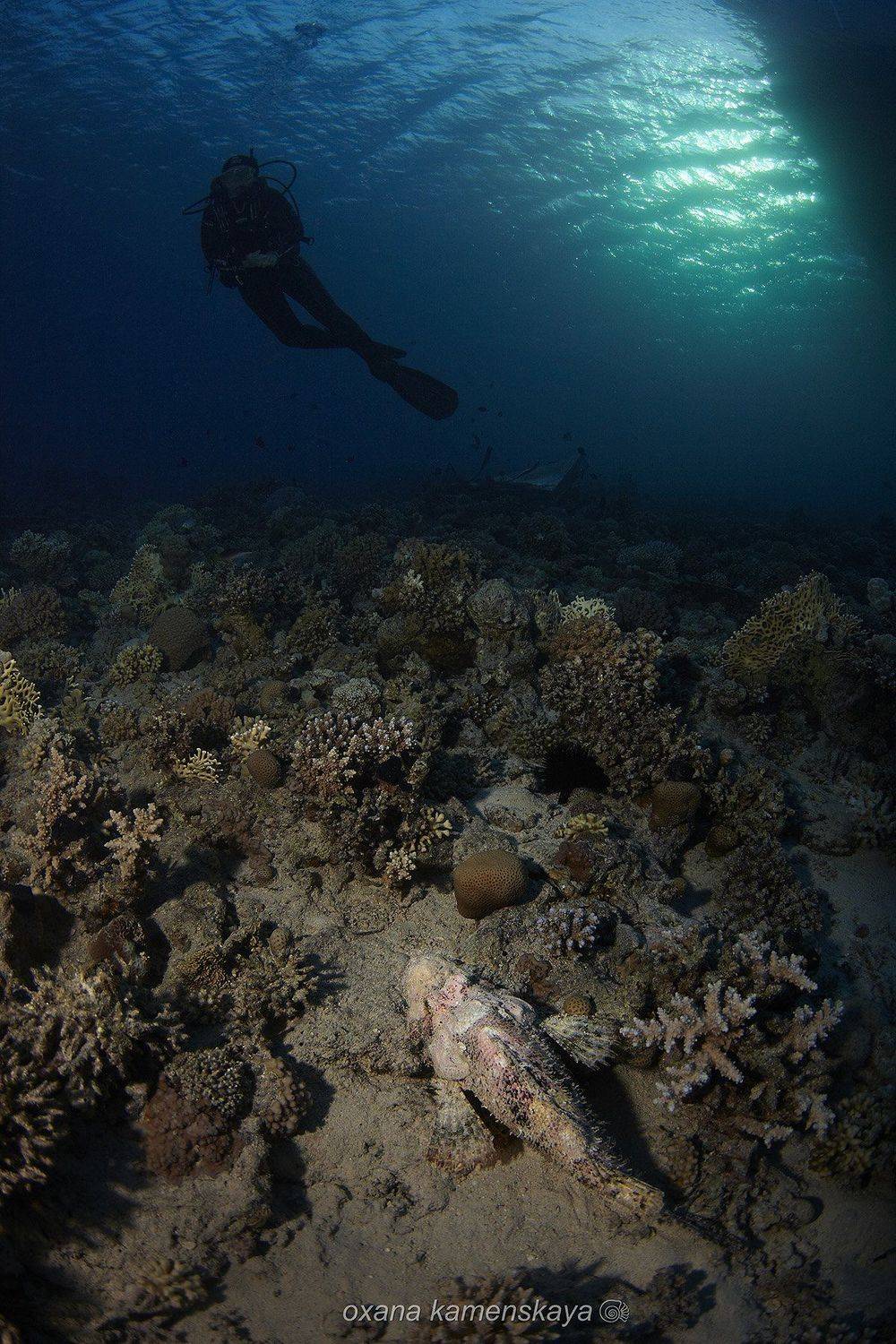 В ожидании ужина.. Автор: Оксана Каменская underwater blue scorpenf fish coral diver, Оксана Каменская