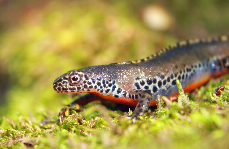 Альпийский тритон.(лат. Ichthyosaura alpestris).photo preview