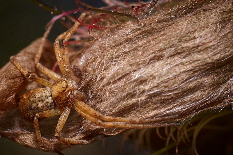 южный, урал, губерля орск, новотроицк Маскировкаphoto preview