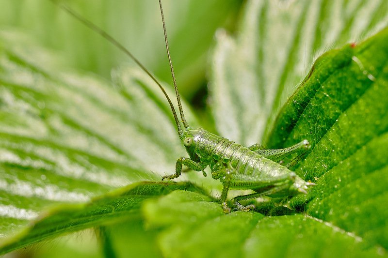 южный, урал, губерля орск, новотроицк Совсем как Огуречик)!photo preview