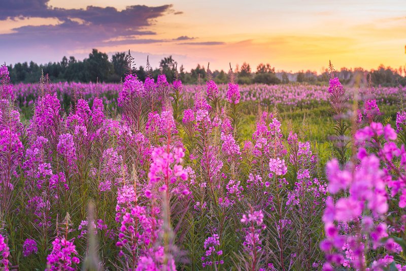 Разноцветное photo preview