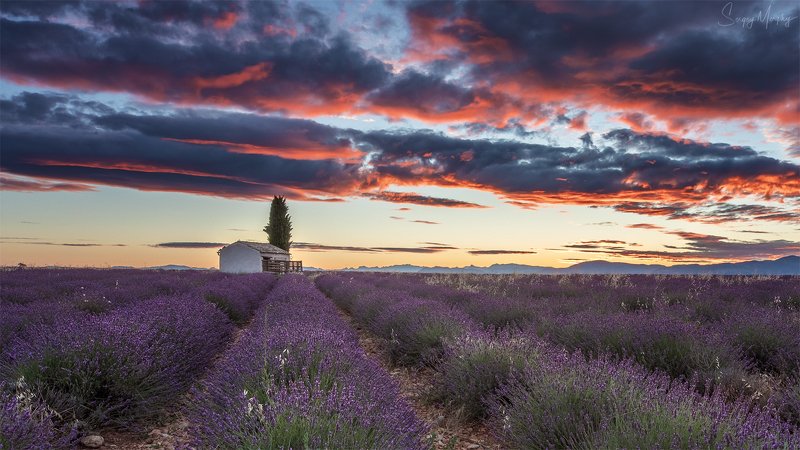 lavender fields sunrise Lavender fields & sunrise.photo preview