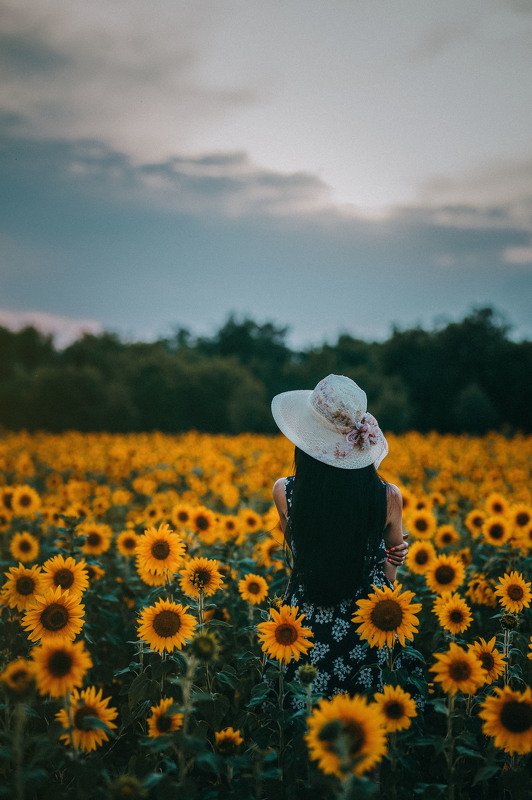 #sunflower sunwlowerphoto preview