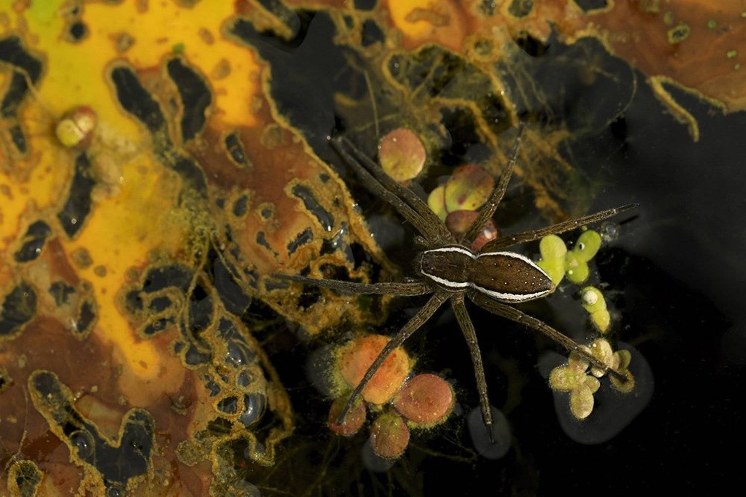 Автор: Иваненко Светлана , Иваненко Светлана