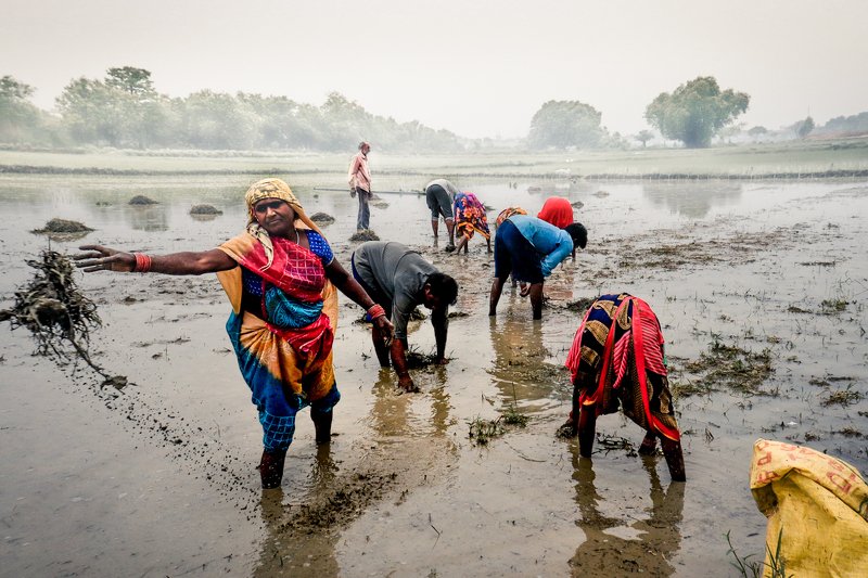 #street #people #farming #women Before Farming of grainphoto preview
