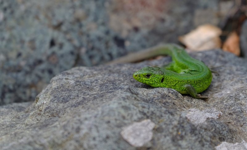 Драконphoto preview