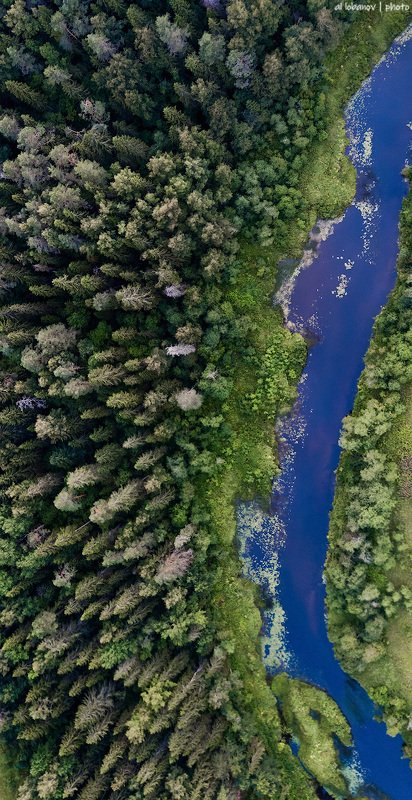 Лесная ярославскаяphoto preview