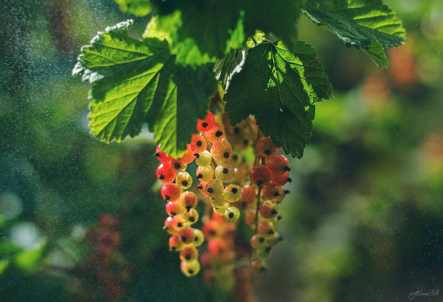 лето, смородина, капли, солнце, дача, Marina Baccardi