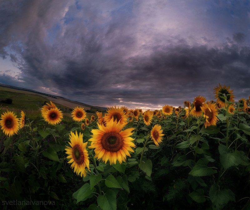 подсолнухи, закат, горы, пятигорск, ессентуки, лето Солнечное мореphoto preview