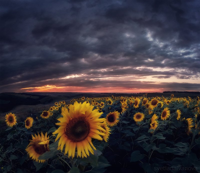 подсолнухи, закат, горы, пятигорск, ессентуки, лето Ловец солнцаphoto preview