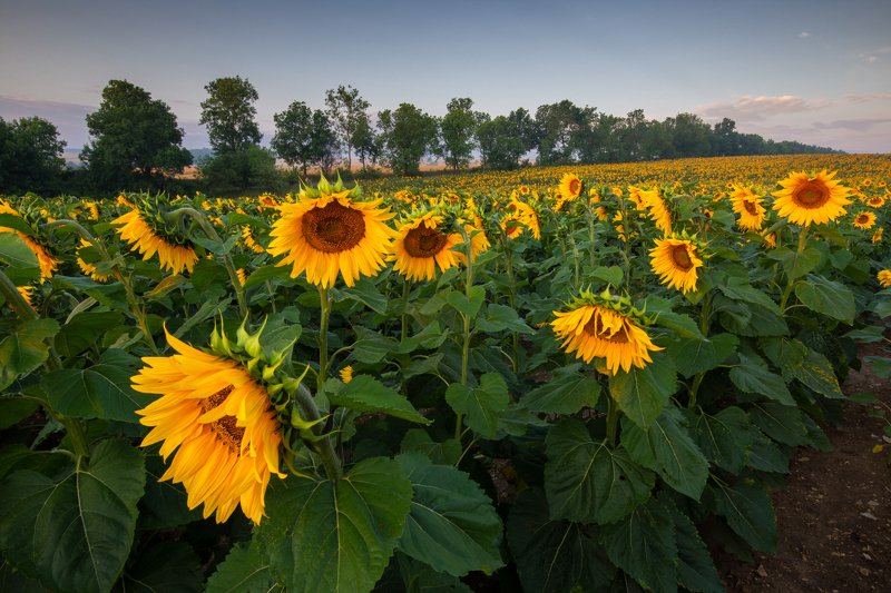 sunflowers, słoneczniki, polska, rydzewski, zawiercie, 35photo.pro, 35photo,canon,6d, nature, landscape,silesia,zawiercie,  Sunflowersphoto preview
