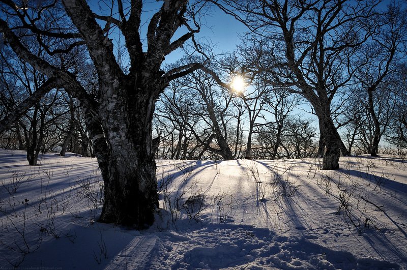 сихотэ-алинь, горы, зима, снег, лес, солнце, приморье, читинза, скалистая, гора Холодное утроphoto preview
