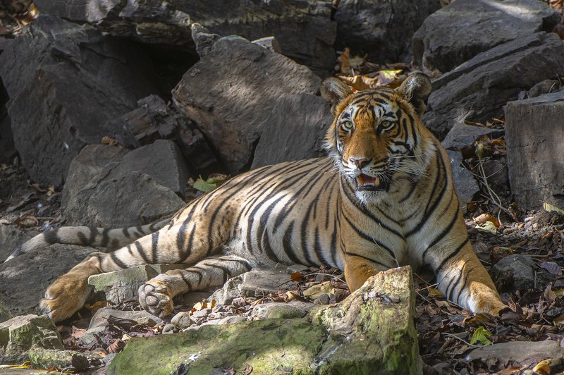 тигр В ЖАРКИЙ ПОЛДЕНЬphoto preview