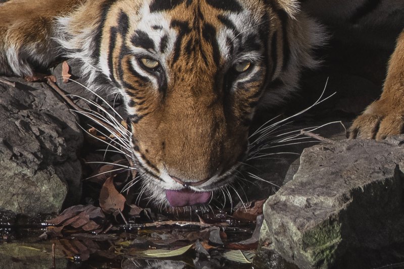 тигр ЖАЖДА!photo preview