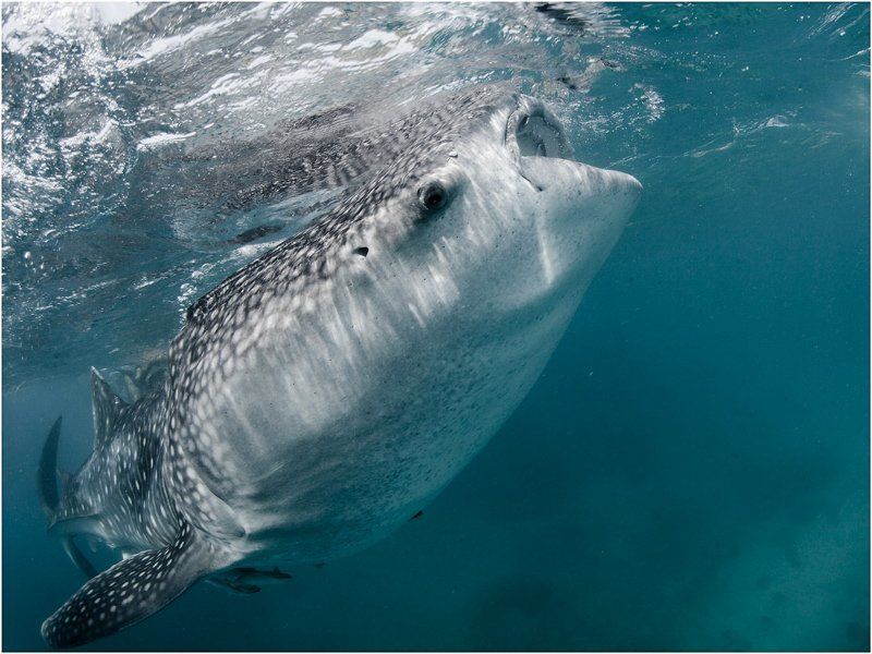 philippines, whale shark ***photo preview