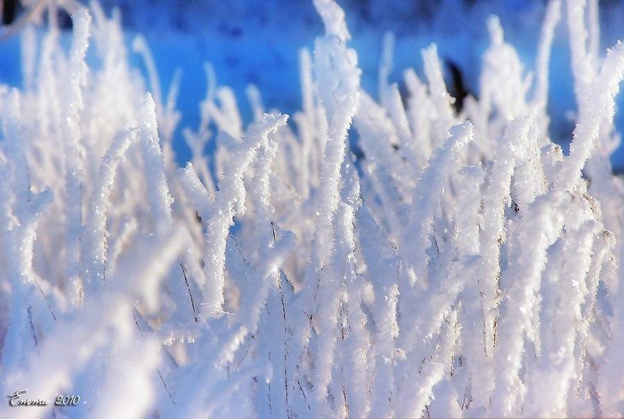 Зимняя трава..... Автор: етти природа, утро, трава, иней, мороз, холод, етти