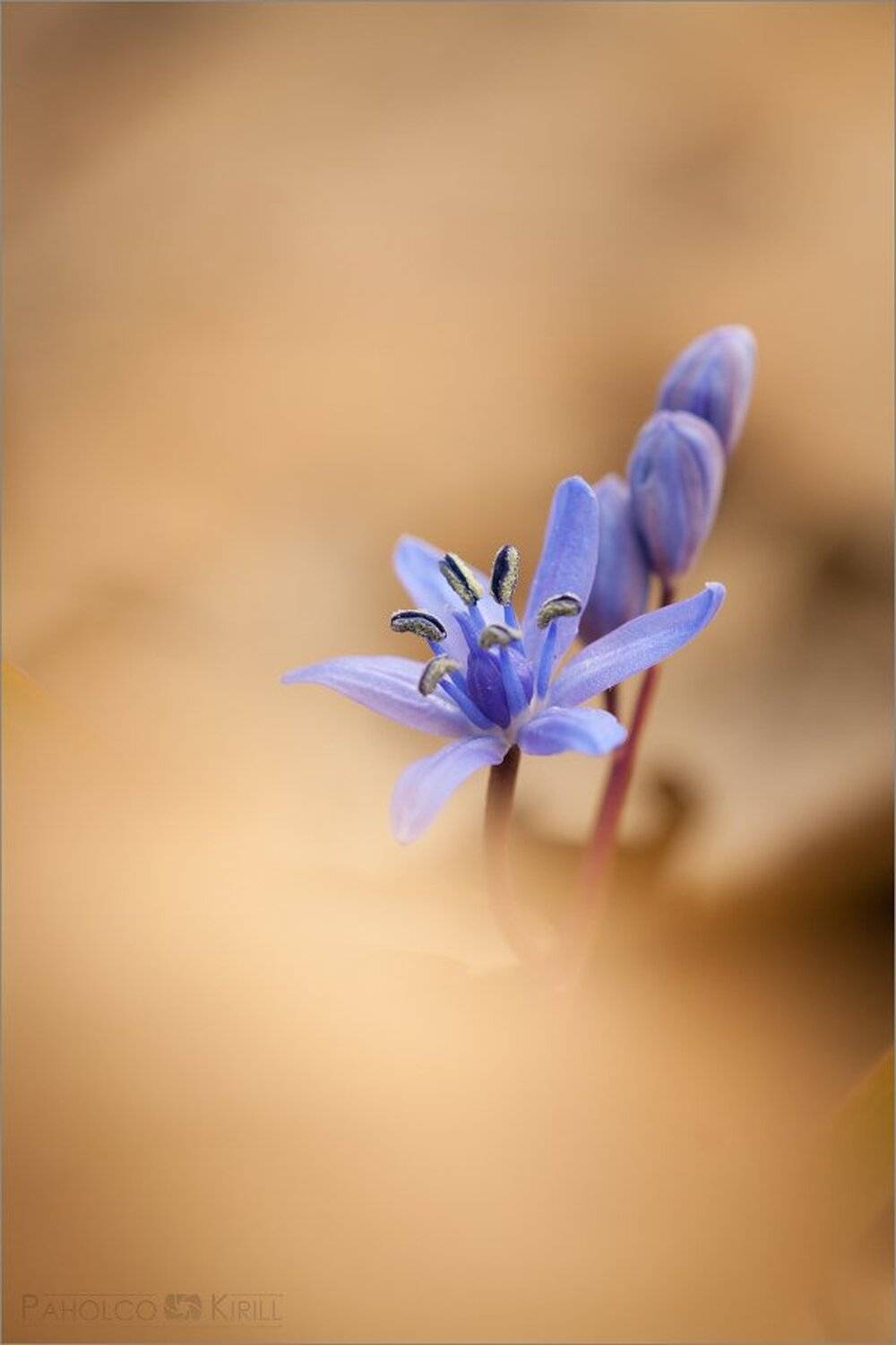 Немного минимализма. Автор: KIZILL , KIZILL