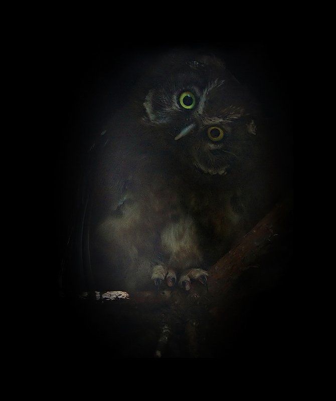 мохноногий, сыч Бормотт фото превью