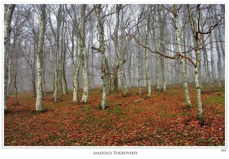 крым, горы, туман, лес, бук, берёза, осина, весна, анатолий покровский Яркая ржа осени окрасила пришествие весны. Но весна скоротечна. фото превью