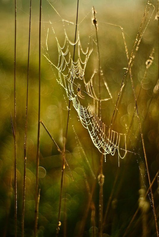 światłem malowana!photo preview