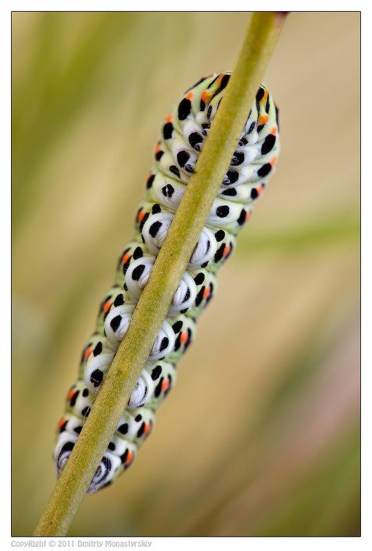 бабочка, гусеница, махаон Сонphoto preview