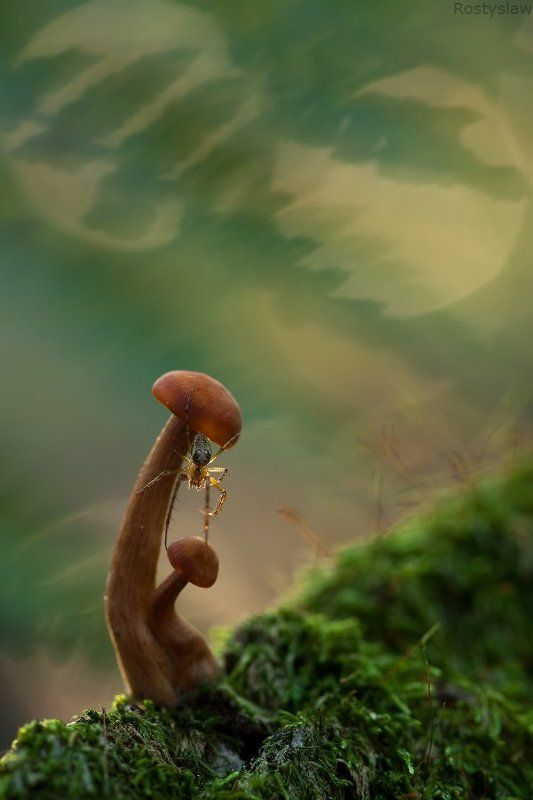 гриб, паук, макро, ростислав, 50d, 100mm Тайный наблюдательphoto preview