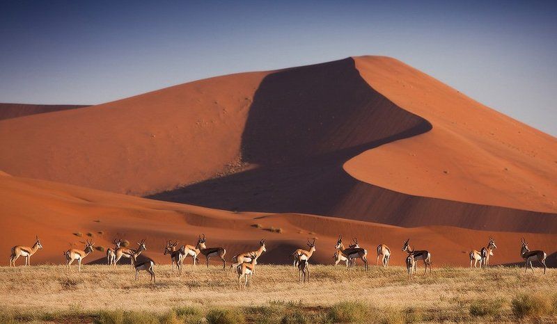 намибия, пустыня намиб Намибия. Пустыня Намибphoto preview