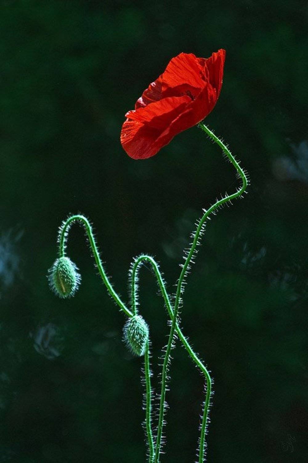 Утомленные солнцем. Автор: Виктор Бут , Виктор Бут