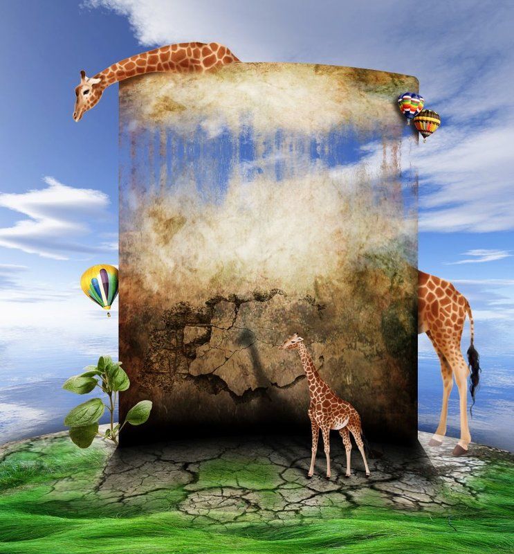 giraffe one and a half giraffephoto preview