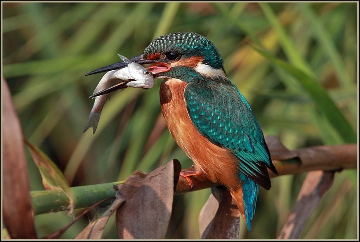 Зимородок. Автор: Michael Faiman , Michael Faiman