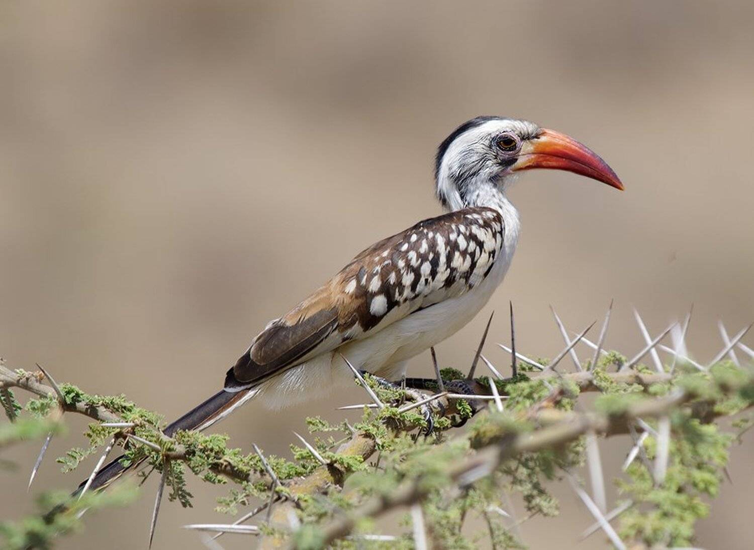 tockus erythrorhynchus, красноклювый токо, птицы-носороги, Sergey Volkov