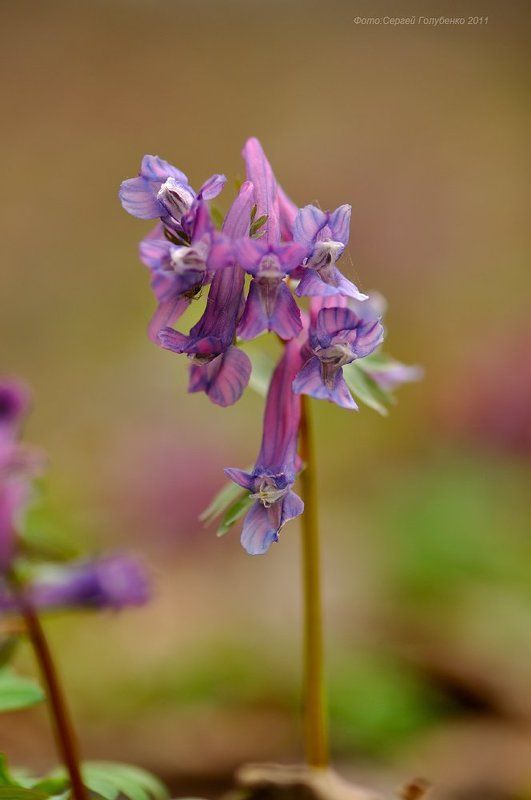 Хохлаткаphoto preview