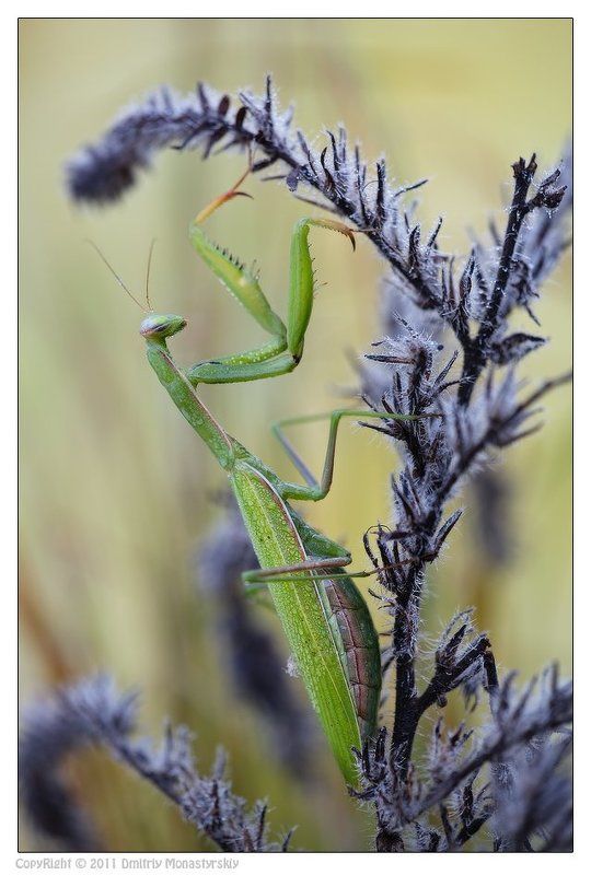 богомол, самка, потомство В ожидании потомстваphoto preview