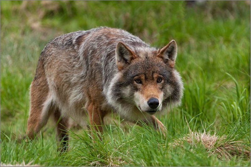 Любитель овечек )photo preview