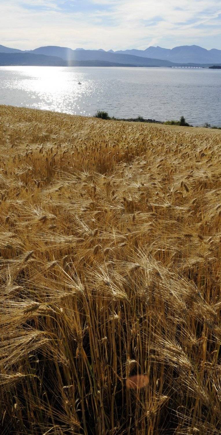 Золотыми полями .... Автор: D.G. норвегия, D.G.