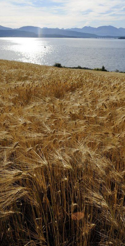 норвегия Золотыми полями ...photo preview