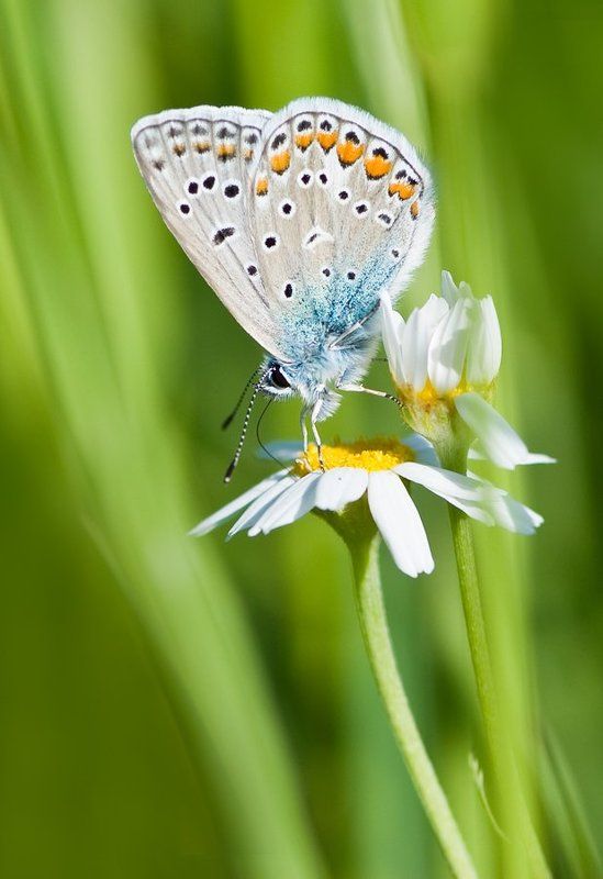ромашка, голубянка Акробатphoto preview