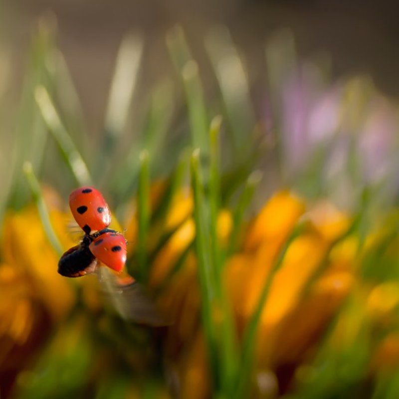 полетаем?...)photo preview