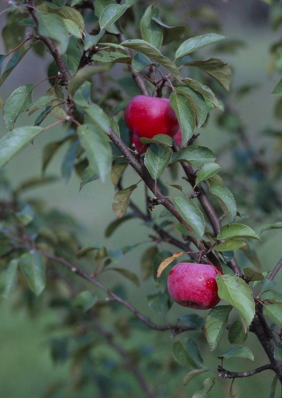 яблоко.яблоня.листва. Яблочки...photo preview