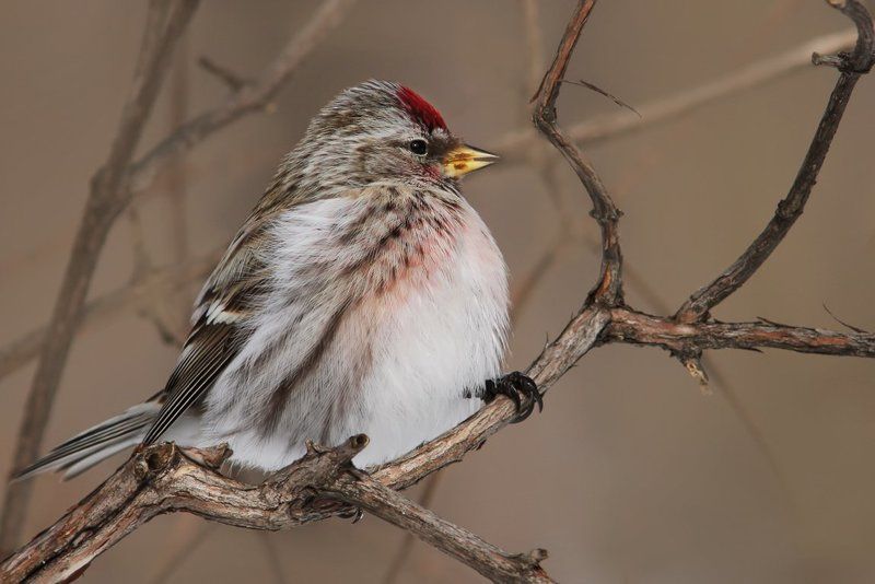 Чечёточка.photo preview