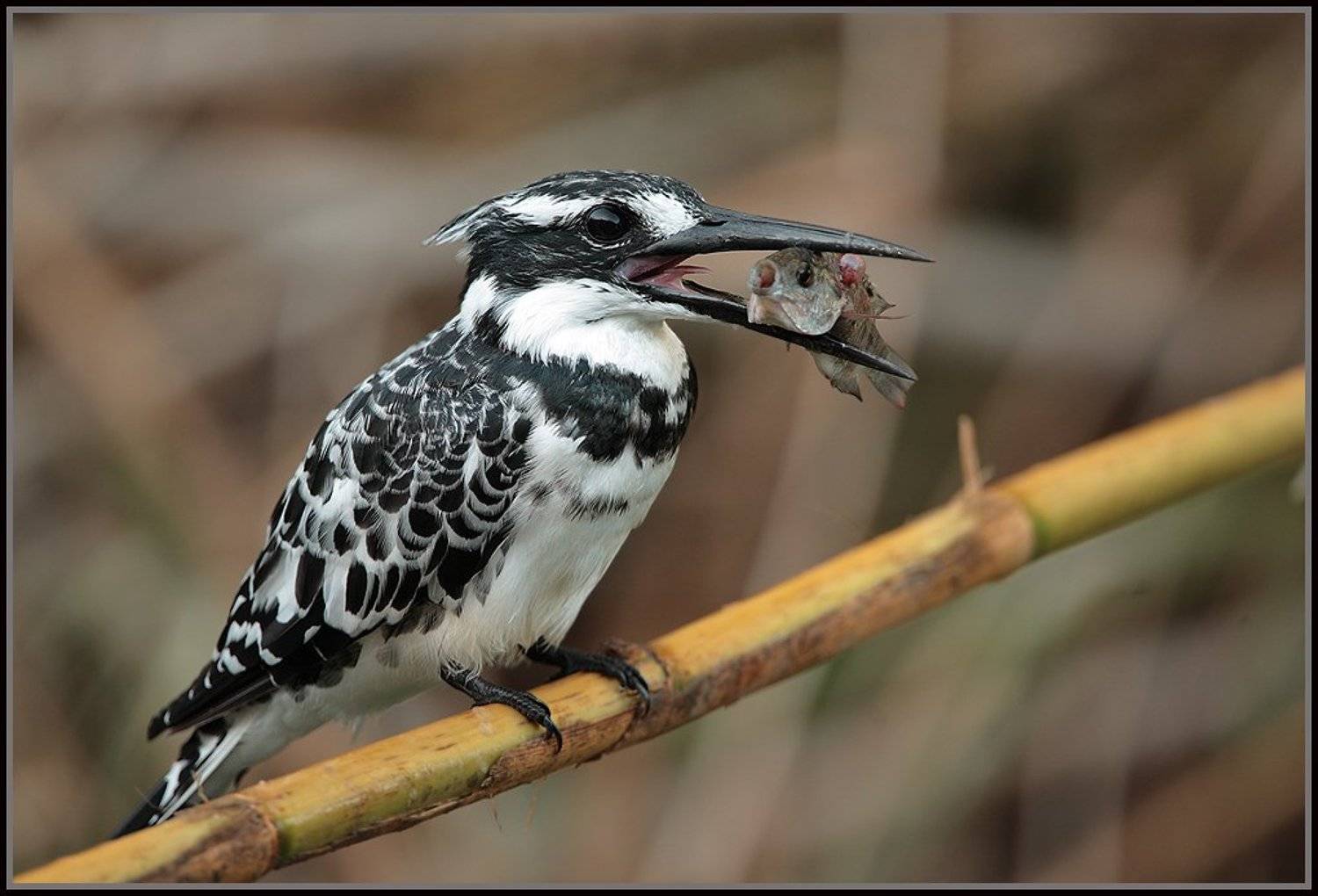 Пегий. Автор: Michael Faiman , Michael Faiman