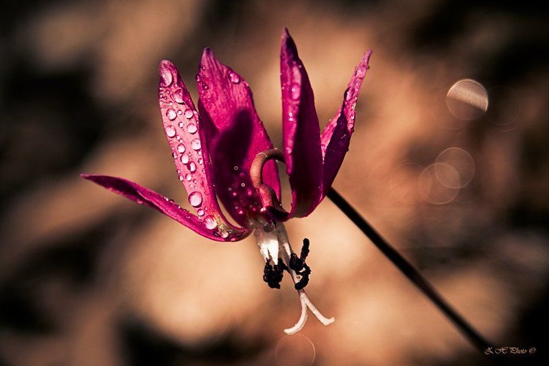 leaves, flower, dog, bokeh, woods, violet, tooth Ceremonial outfitphoto preview