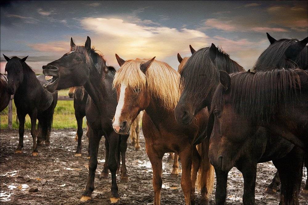 Всем грустно, а ему смешно.... Автор: Пономарева Ирина , Пономарева Ирина