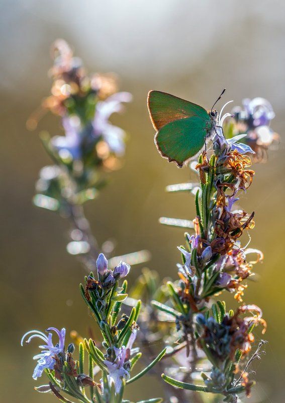 lepidoptera, lycaenidae Callophrys rubiphoto preview