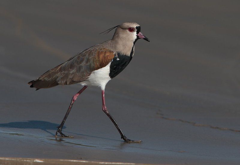 птицы, пернатые, бразилия, кайенские пигалицы, чибисы Кайенские пигалицыphoto preview