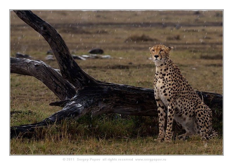 фотографии дикой природы, герпрд, масай мара, кения Под дождикомphoto preview