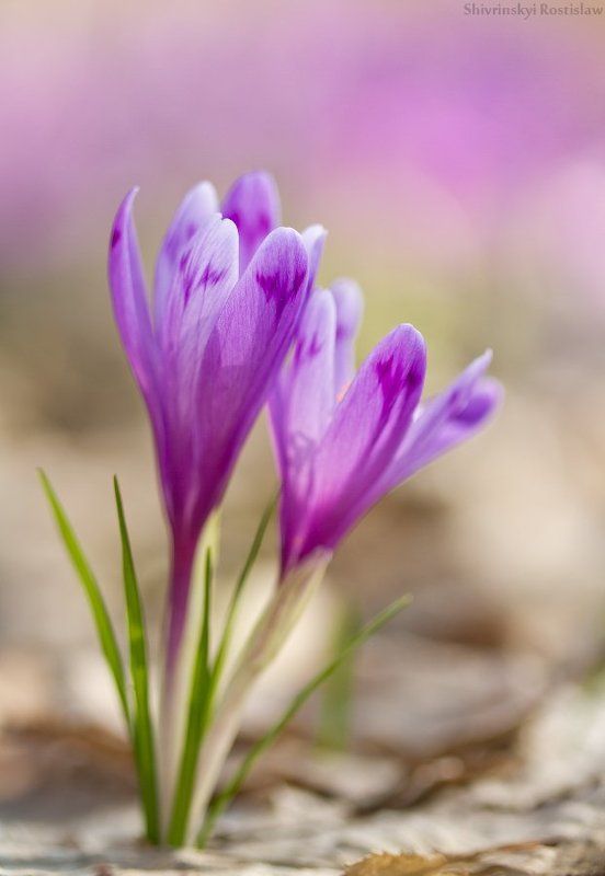 крокус, галантус, пчела, маргаритка, цветы, макро, ростислав, 100мм Первые цветы...photo preview