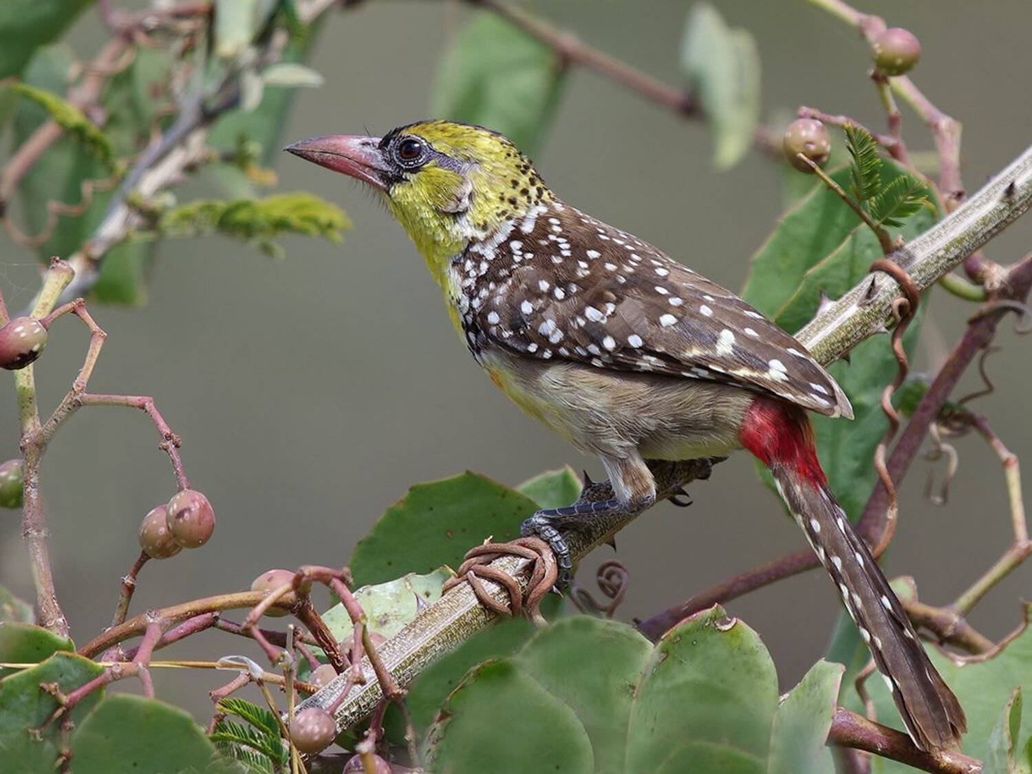Бородатка II. Автор: Sergey Volkov жемчужный трахифонус , trachyphonus margaritatus, дятлообразные, Sergey Volkov