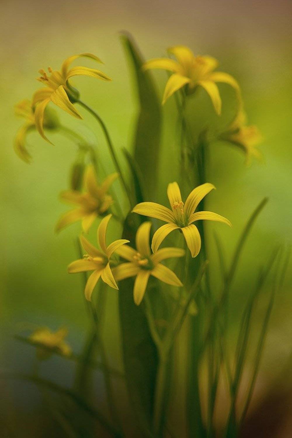 Гусиный лук. Автор: Юлия гусиный лук, цвет, Юлия